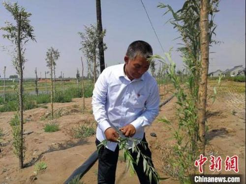 中國(guó)僑網(wǎng)圖為高毛虎,。受訪者供圖