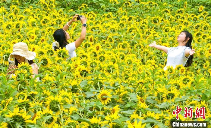 重慶市忠縣石寶寨：向日葵花海夏日驚艷綻放 景美如畫