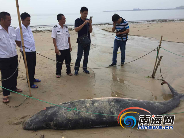 10月20日上午,,文昌市清瀾高隆灣海域發(fā)現(xiàn)一只大魚擱淺在海灘上,,經(jīng)現(xiàn)場初步判斷擱淺身亡的大魚為齒鯨,,體長約3米,,重量約200公斤。