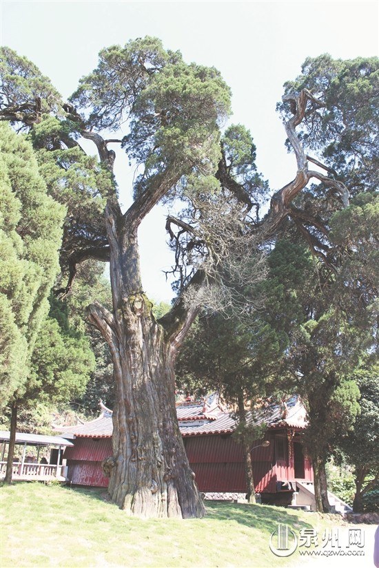 古樹罩廊橋