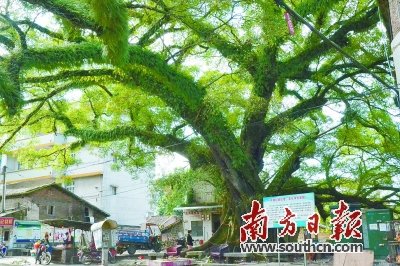 路邊巨大古榕樹,。袁小燕