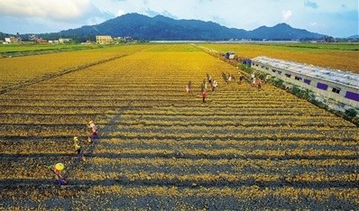 11月23日,,萬(wàn)寧市萬(wàn)城鎮(zhèn)萬(wàn)寧永生果菜專(zhuān)業(yè)合作社的農(nóng)戶在平整土地,,準(zhǔn)備種下苦瓜,。