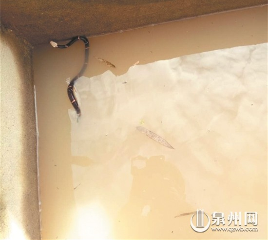 中國僑網(wǎng)白頭蝰蛇比較少見,,但毒性很強(qiáng)。