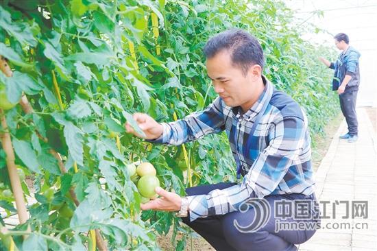 中國僑網(wǎng)吳宜翰查看航天品種的生長情況,。