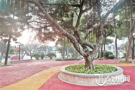 中國僑網(wǎng)寶洲街刺桐東路口“口袋公園”內(nèi),,新鋪設(shè)的彩色透水混凝土與綠色植物相映成趣,。