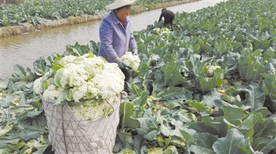 中國僑網(wǎng)瑞安上望街道的花菜田,。吳小雄 攝