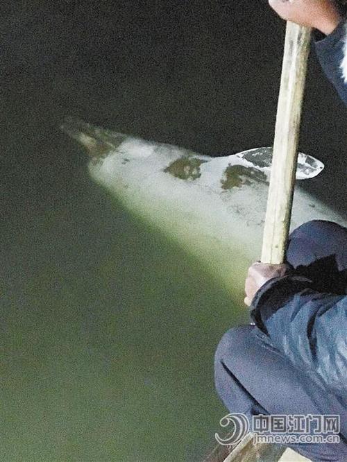 中國僑網(wǎng)擱淺死亡的中華白海豚,。馮抗抗 攝