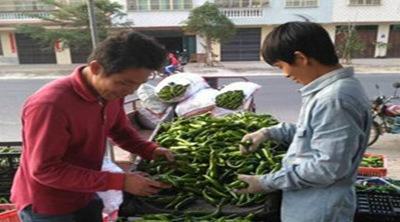 中國(guó)僑網(wǎng)農(nóng)戶在收購(gòu)點(diǎn)交易辣椒,。