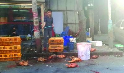 中國僑網(wǎng)市區(qū)永安路一家餐飲店當(dāng)街宰殺活禽,,場面血腥,,還污染環(huán)境,。 本報記者 莊園 攝