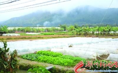 中國僑網(wǎng)意溪鎮(zhèn)的農(nóng)田已搭起塑料薄膜棚防凍,。