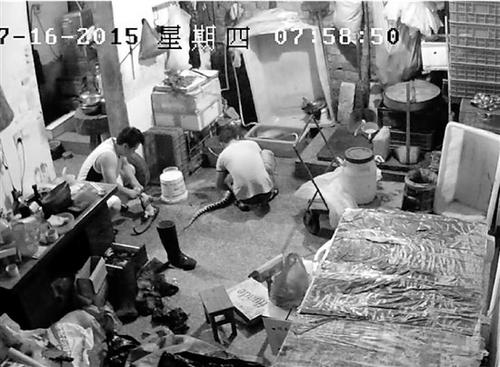 中國僑網(wǎng)宰殺穿山甲等保護動物。