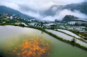 中國僑網(wǎng)小舟山鄉(xiāng)稻魚示范基地