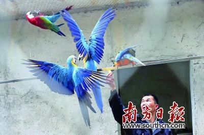 中國僑網(wǎng)林兆銘在照料野生鸚鵡。南方日?qǐng)?bào)記者 劉力勤 攝