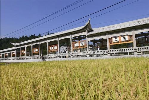 中國僑網