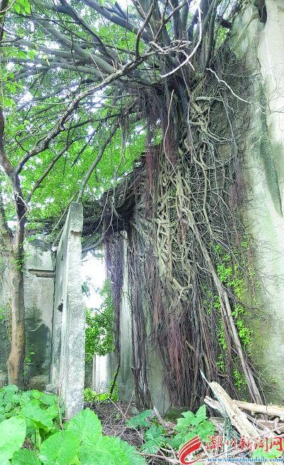 中國僑網(wǎng)大榕樹樹根如一張網(wǎng),,把老屋圍墻網(wǎng)羅起來,。 本報記者 莊園 攝