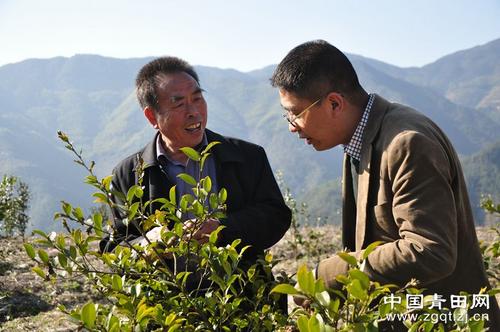 中國(guó)僑網(wǎng)圖為陳樹廷(左一)正在講解油茶品種