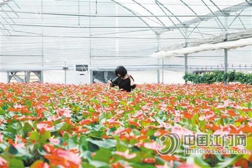 中國僑網(wǎng)入駐江門市現(xiàn)代農(nóng)業(yè)綜合示范基地內(nèi)的花卉種植企業(yè),。