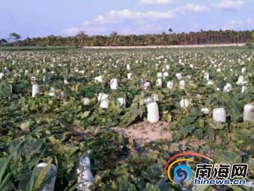 中國(guó)僑網(wǎng)禮紀(jì)鎮(zhèn)約有3000畝冬瓜等待銷售。圖為田地里的冬瓜,。(圖片來源:南海網(wǎng))