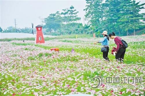 中國僑網(wǎng)美麗花田,,讓游客迷醉,。