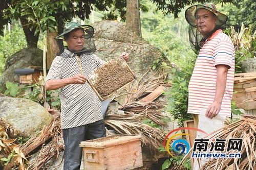 中國僑網(wǎng)北大村村民在打理蜂蜜,。通訊員 陳王麗 攝