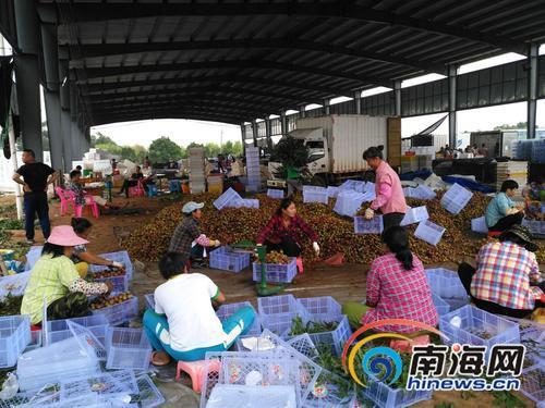 中國僑網(wǎng)工人們在打包荔枝。(南海網(wǎng)圖片)