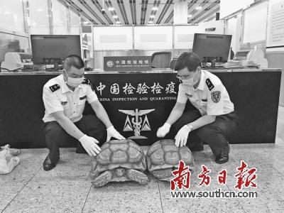 中國僑網(wǎng)