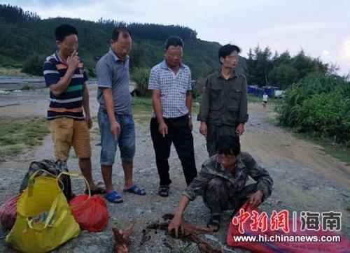中國僑網(wǎng)圖為萬寧森林公安局民警現(xiàn)場抓獲涉嫌盜挖降真香的5名違法行為人,。萬寧市森林公安局供圖