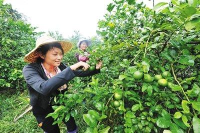 中國僑網(wǎng)采收檸檬。本報記者 袁琛 攝
