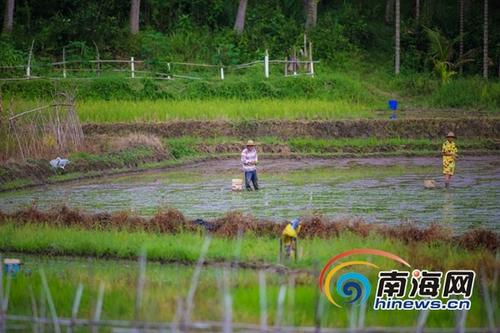 中國僑網(wǎng)6月21日,萬寧市龍滾鎮(zhèn)村民在田間進(jìn)行晚稻插秧,,據(jù)了解,當(dāng)日是農(nóng)歷二十四節(jié)氣中的立夏,,正是晚稻插秧苗的好時(shí)節(jié),,海報(bào)全媒體中心記者 袁琛攝