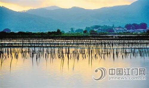 中國僑網(wǎng)紅樹林——人與自然和諧相處的“海上森林”,。 何思洪 攝