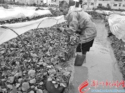 中國僑網(wǎng)