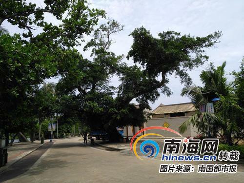 中國(guó)僑網(wǎng)白土村漂亮整潔的村容村貌,。
