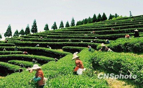 中國僑網(wǎng)資料圖,,茶園。