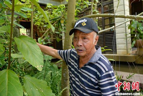 中國僑網(wǎng)今年73歲的印尼歸僑鄭文泰,,從1992年起陸續(xù)投入上億元人民幣,在海南省萬寧市興隆華僑農(nóng)場打造上萬畝的植物王國,。他所經(jīng)略的興隆熱帶花園,,生存著4000多種植物物種,當中珍稀瀕危植物60多種,,可謂海南的“熱帶植物天堂”,。他曾獲評“全國歸僑僑眷先進個人”、中國“僑界杰出人物”,、“感動萬寧十大年度人物”等榮譽,。 中新社記者 洪堅鵬 攝