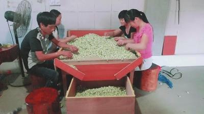 中國(guó)僑網(wǎng)茉莉花在送到茶廠之前,,還得經(jīng)歷一道人工分揀的程序,。