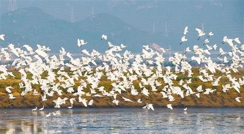 中國僑網(wǎng)從今年10月開始,,北方數(shù)以萬計(jì)的候鳥便來到銀湖灣棲息過冬。 阮國志 攝