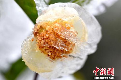 中國僑網(wǎng)冰雪中綻放的山茶花,。 龔普康 攝
