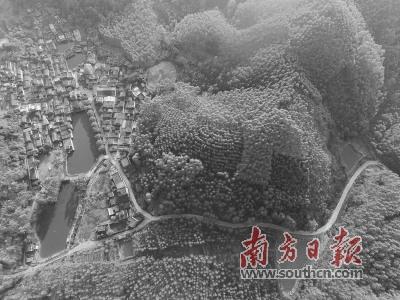 中國僑網(wǎng)云勇村將引入旅游休閑養(yǎng)生產(chǎn)業(yè),建設(shè)成為具有嶺南特色的美麗鄉(xiāng)村,。圖為云勇村,。