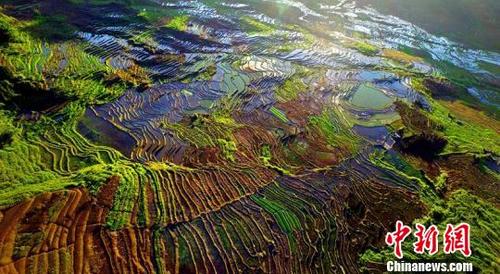 中國僑網(wǎng)梯田綿延于整個中高山片區(qū),。尤溪縣委報道組