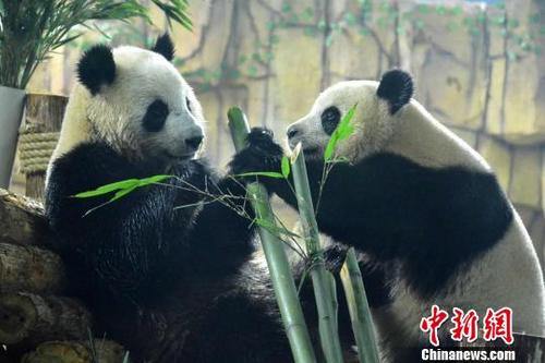 中國僑網2月11日,,龍鳳胎大熊貓“星語”“星愿”亮相福建泉州海絲野生動物世界熊貓家園?!×挚稀z