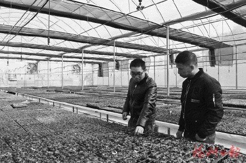 中國僑網(wǎng)陳學(xué)峰(左)在大棚里查看食蟲植物種植情況,。