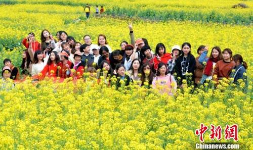 中國僑網(wǎng)3月17日,,福建泉州市洛江區(qū)虹山鄉(xiāng)大片油菜花田吸引了不少游客,。 林楷煜 攝