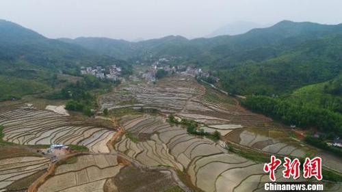 中國(guó)僑網(wǎng)4月25日,,航拍江西遂川梯田,。 凡飛揚(yáng) 攝