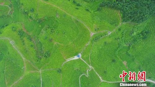 中國(guó)僑網(wǎng)4月25日,,航拍江西遂川湯湖茶山梯田,。湯湖茶山梯田景區(qū)位于素有“世界名茶原產(chǎn)地,,江南地?zé)岬谝蝗敝Q的遂川縣湯湖鎮(zhèn)?!》诧w揚(yáng) 攝