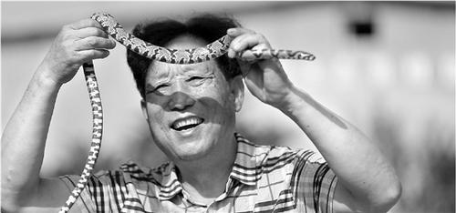 中國(guó)僑網(wǎng)對(duì)養(yǎng)蛇戶來(lái)說(shuō),,蛇是他們的搖錢(qián)樹(shù),。
