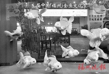 中國僑網(wǎng)各品種金魚亮相漁博會。