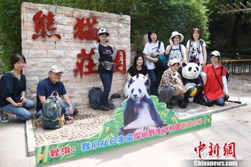 中國僑網(wǎng)來自日本的熱心“熊貓粉”在深圳野生動物園熊貓莊園合影留念 李木生 攝