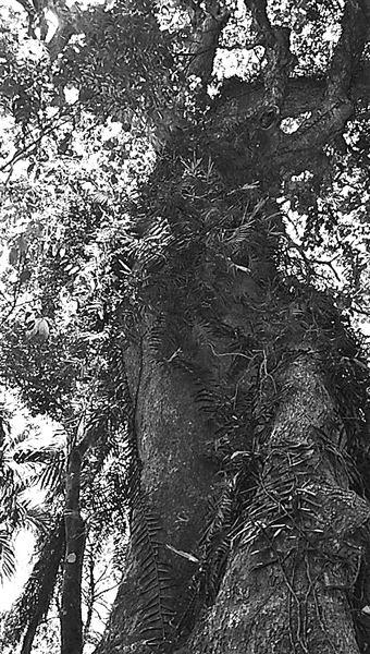 中國僑網(wǎng)樹齡超過250年的黃桐樹,。