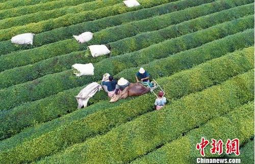 中國(guó)僑網(wǎng)6月14日,,江西泰和墾殖場(chǎng)舉行一年一度的夏茶開(kāi)采活動(dòng),,多臺(tái)采茶機(jī)在一望無(wú)際的茶園采茶作業(yè),拉開(kāi)了全縣夏茶開(kāi)采序幕,?!∴嚭推健z