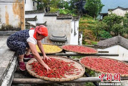 中國(guó)僑網(wǎng)采摘的果蔬用竹匾擺放在曬架上晾曬。 方華彬 攝